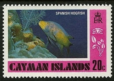 Spanish Hogfish (Bodianus rufus)
