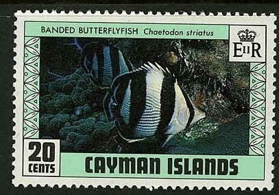 Banded Butterflyfish (Chaetodon striatus)