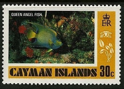 Queen Angelfish (Holacanthus ciliaris)