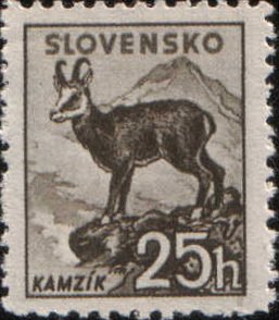 Chamois (Rupicapra rupicapra)