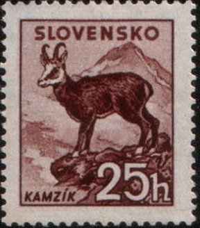 Chamois (Rupicapra rupicapra)