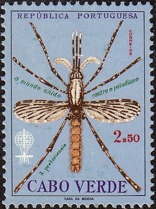 Anopheles Mosquito (Anopheles pictoriensis)