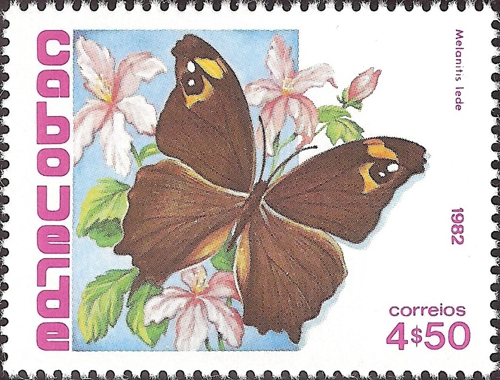 Common Evening Brown (Melanitis leda)