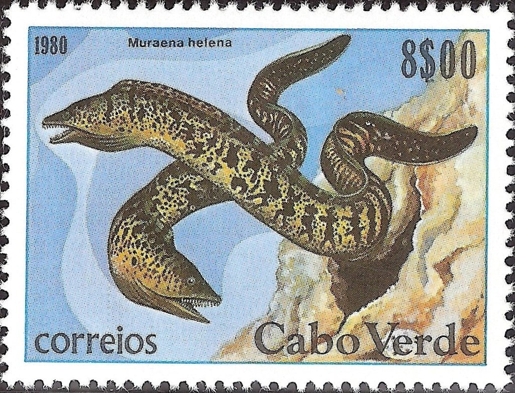 Mediterranean Moray (Muraena helana)