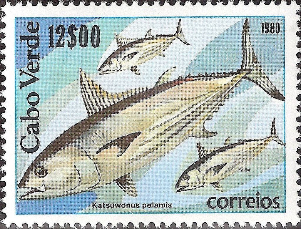Angler, Skipjack (Katsuwonus pelamis)