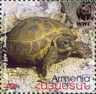 Horsfield's Tortoise (Testudo horsfieldii)