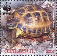 Horsfield's Tortoise (Testudo horsfieldii)