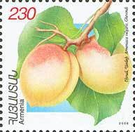 Apricots.(Gevondi).
