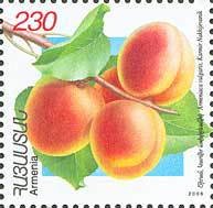 Apricots.(Karmir Nakhidgevanik).