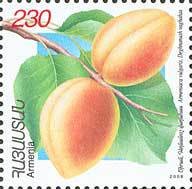 Apricots.(Dhenanush vahaas).