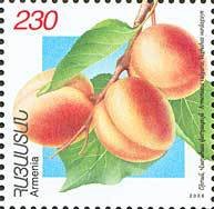 Apricots.(Vahaas Vardaguin).