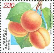 Apricots.(Karmreni).