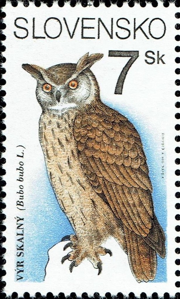 Eurasian Eagle-owl (Bubo bubo)