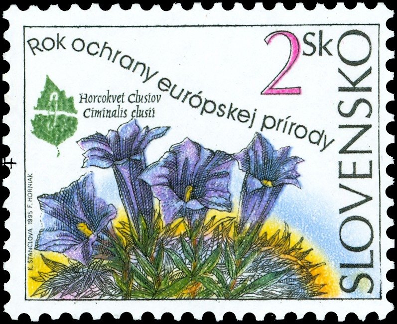 Ciminalis clusii