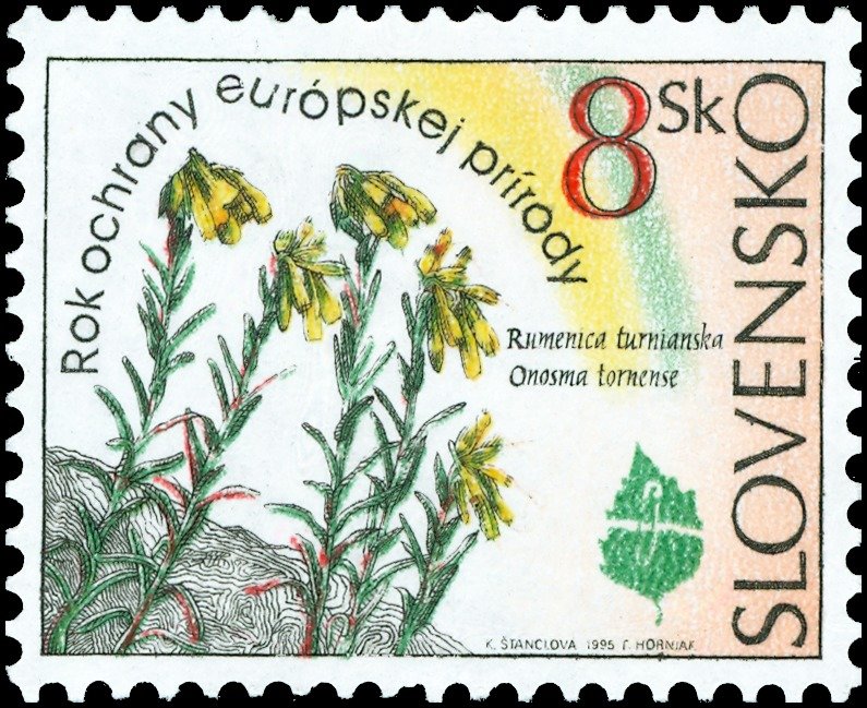 Onosma tornense