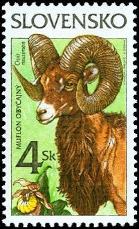Mouflon (Ovis musimon)