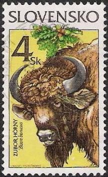 European Bison (Bison bonasus)