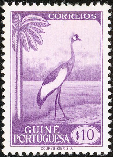 Black Crowned Crane (Balearica pavonina)