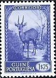 Bushbuck (Tragelaphus scriptus)