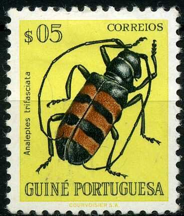 Long-horned Borer Beetle (Analeptes trifasciata)