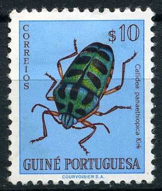 Shield-backed Bug (Callidea panaethiopica)