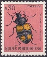 Carabid Beetle (Craspedophorus brevicollis)