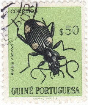 Ground Beetle (Anthia nimrod)