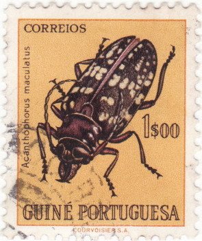 Acanthophorus Longhorn Beetle (Acanthophorus maculatus)