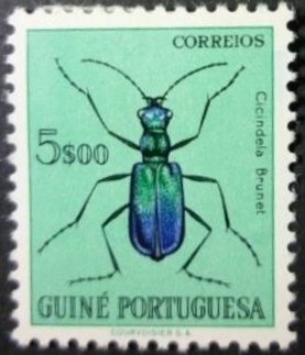 African Blue Tiger Beetle (Cicindela brunet)