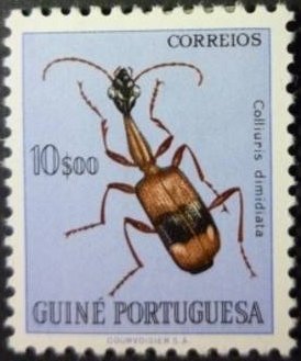 Long-necked Ground Beetle (Colliuris dimidiata)