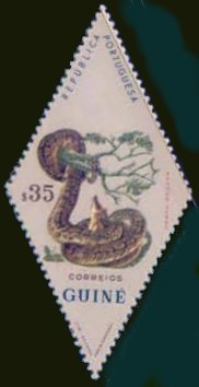 African Rock Phyton (Python sebae)
