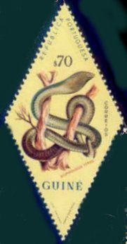 Boomslang (Dispholidus typus)