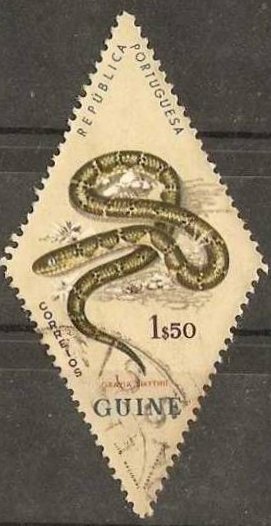 Smith's African Water Snake (Grayia smythii)
