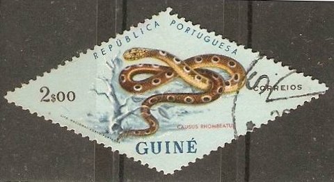 African Night Adder (Causus rhombeatus)