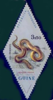 Striped House Snake (Boaedon lineatus)