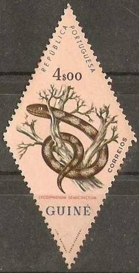 Wolf Snake (Lycophidion semicinctum)