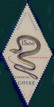 Elegant Sand Racer (Psammophis elegans)