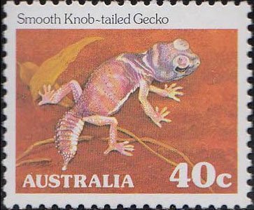 Smooth Knob-tailed Gecko (Nephrurus laevis)