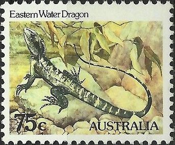 Australian Water Dragon (Physignathus lesueurii)