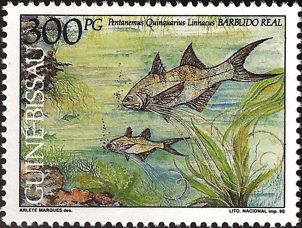 Royal Threadfin (Pentanemus quinquarius)