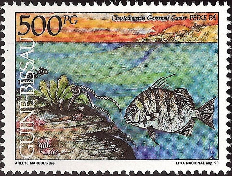 Spadefish (Chaetodipterus goreensis)