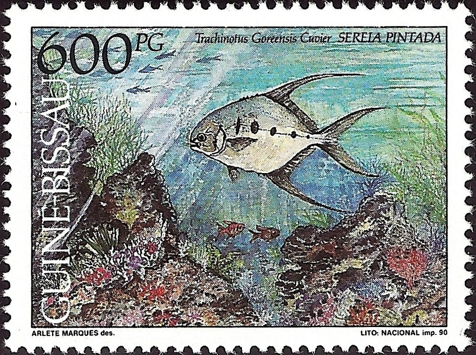 Longfin Pompano (Trachinotus goreensis)