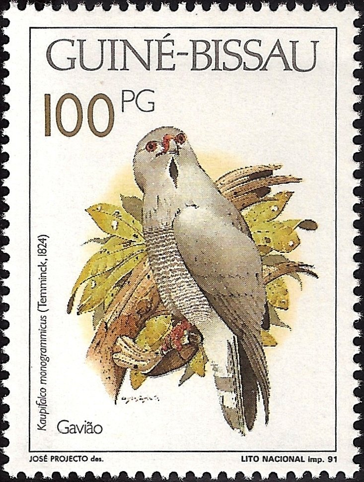 Lizard Buzzard (Kaupifalco monogrammicus)