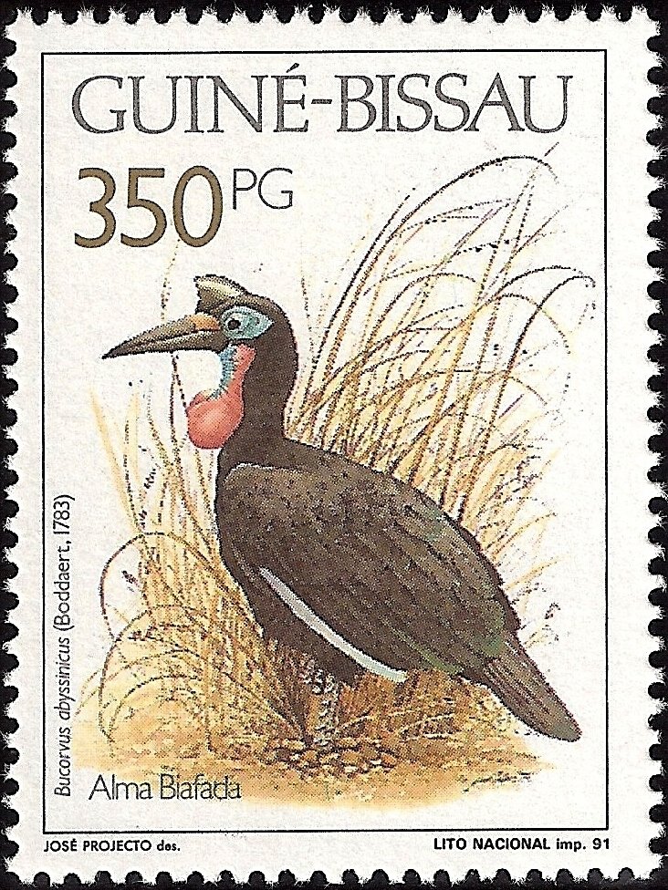 Abyssinian Ground Hornbill (Bucorvus abyssinicus)