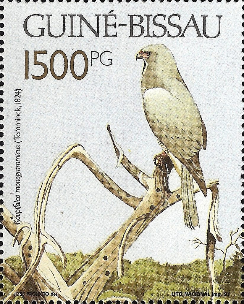 Lizard Buzzard (Kaupifalco monogrammicus)