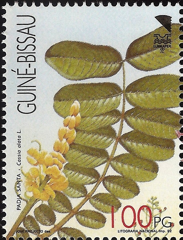 Ornamental Trees - 92 Lubrapex