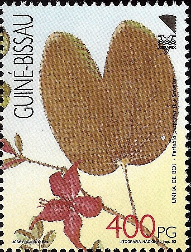 Ornamental Trees - 92 Lubrapex