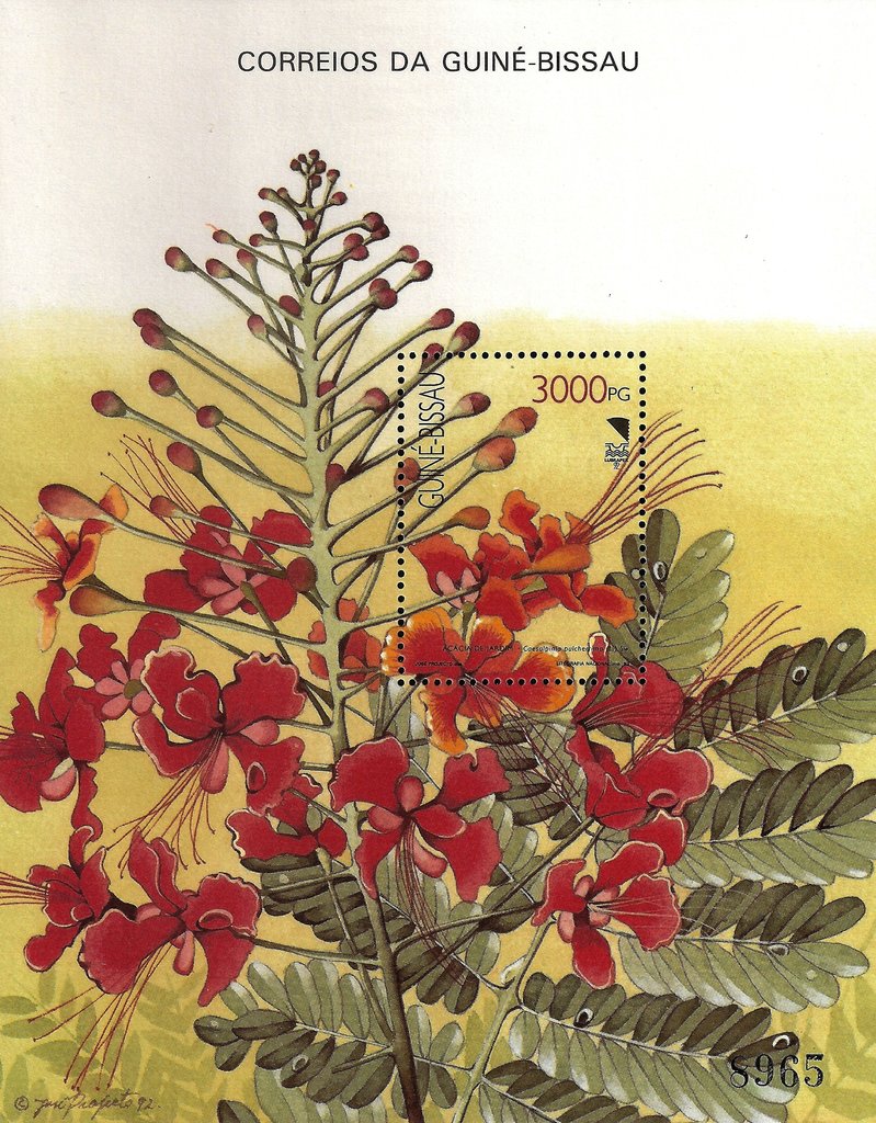 Ornamental Trees - 92 Lubrapex