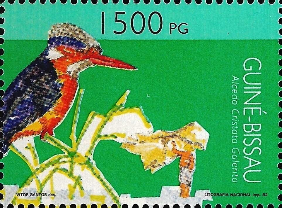 Malachite Kingfisher (Alcedo cristata galerita)