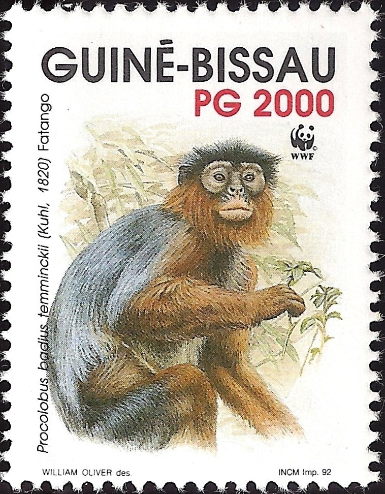 Western Red Colobus (Procolobus badius ssp. temminckii)